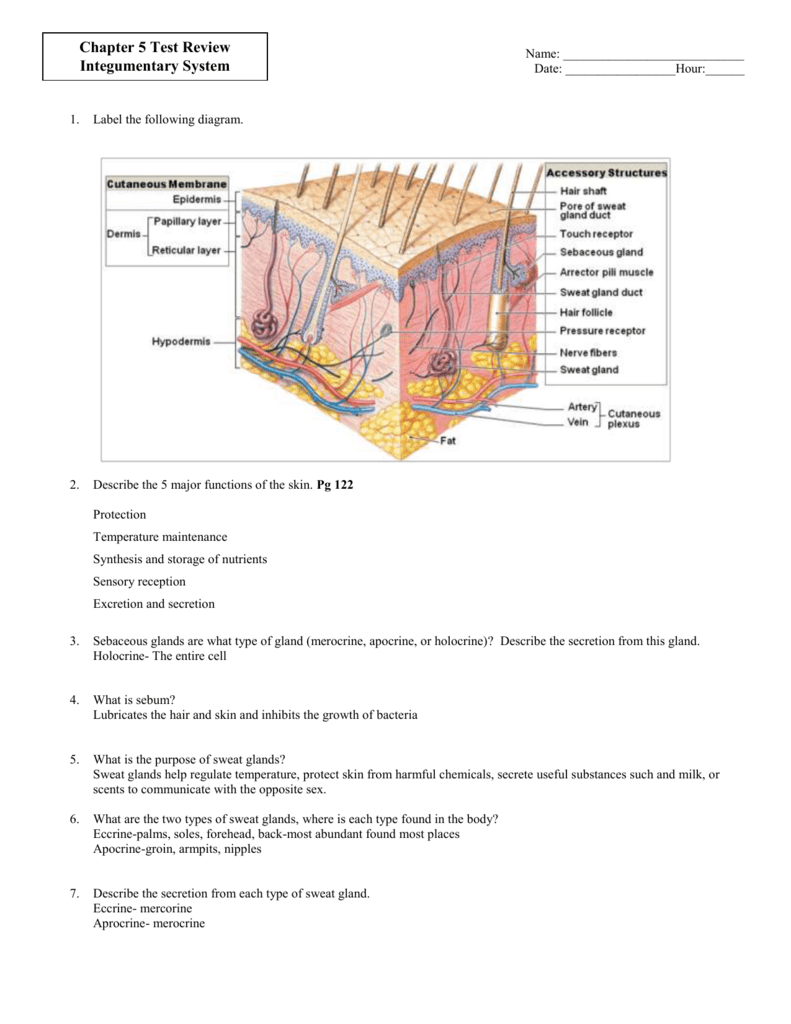 Label A Diagram Of The Skin Mrs Sanborn s Science Class