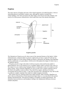 Euglena Structure