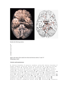 Brain Areas Practical I