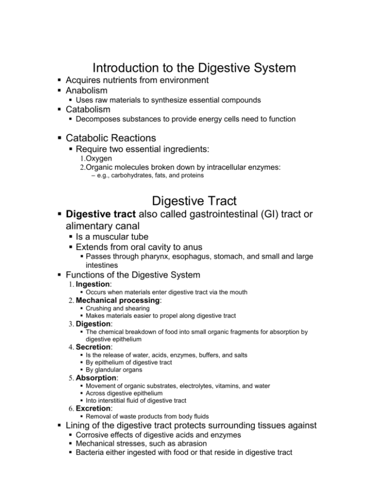 digestive system essay in english
