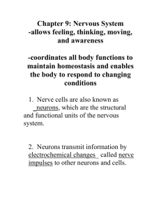 Chapter 9: Nervous System guide—Please complete these notes on