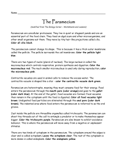 Paramecium Worksheet