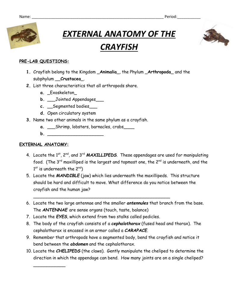 Crayfish Dissection Lab Worksheet Answers