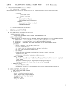 ANATOMY OF THE MUSCULAR SYSTEM