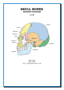 Dr.Kaan Yücel http://yeditepeanatomy1.org Skull bones SKULL