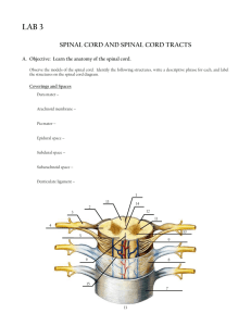 Spinal Cord & Tracts