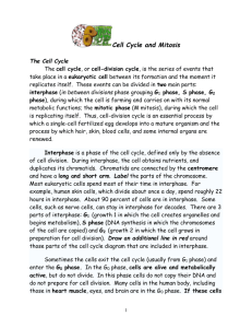 cell cycle & mitosis
