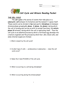Name: Date: :______ Cell Cycle and Mitosis Reading Packet THE