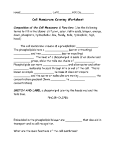 Cell Membrane Coloring Worksheet