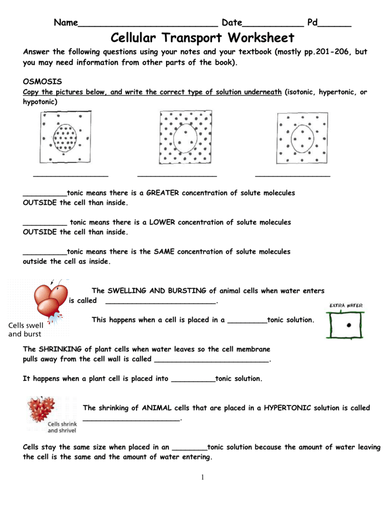 Cell Transport Worksheet Cellular Transport In Transport In Cells Worksheet