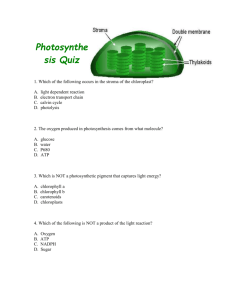 photosynthesis-quiz