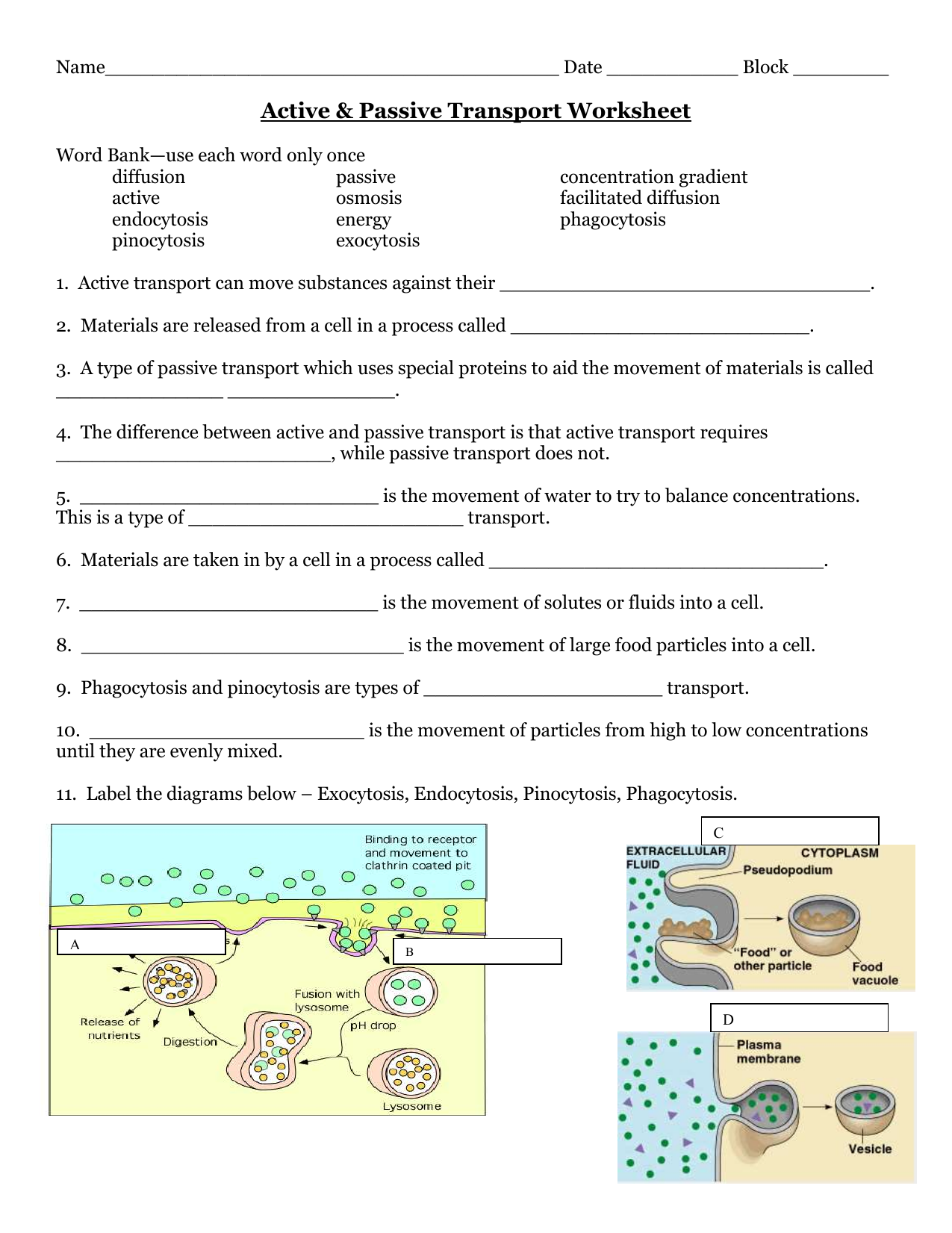 Passive and Active Transport Name In Passive And Active Transport Worksheet