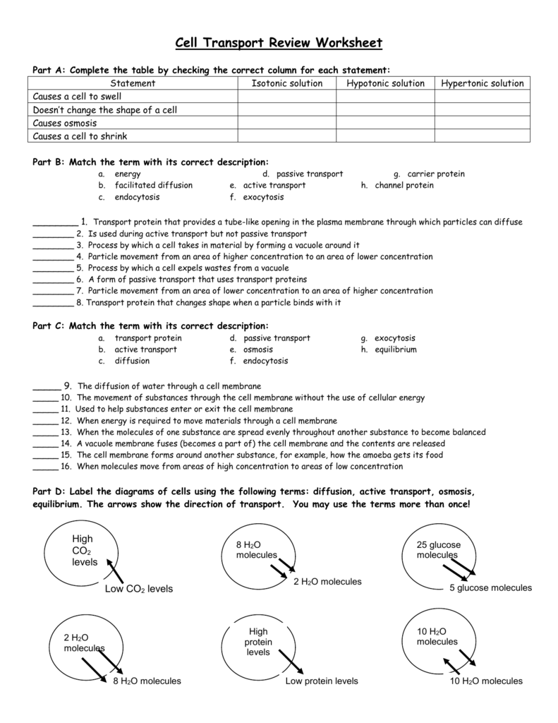 Cell Transport Review Worksheet Within Cell Transport Worksheet Biology Answers