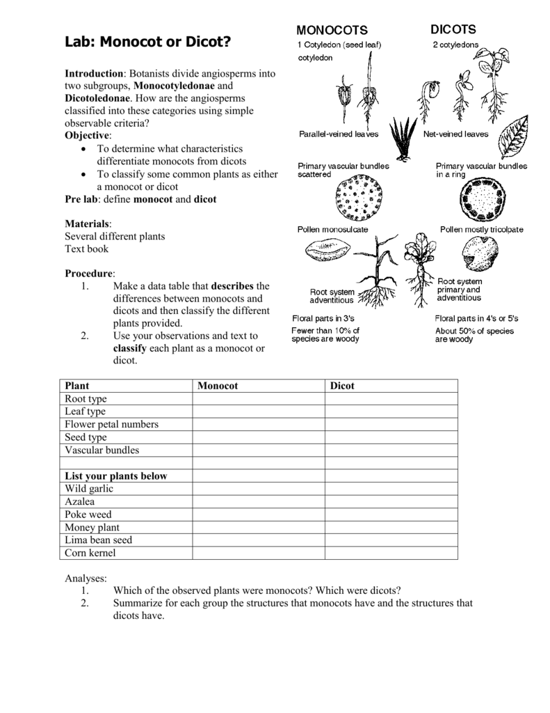 Comparing Monocots And Dicots Worksheet