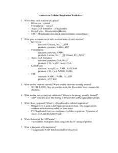 Cellular Respiration-Answers