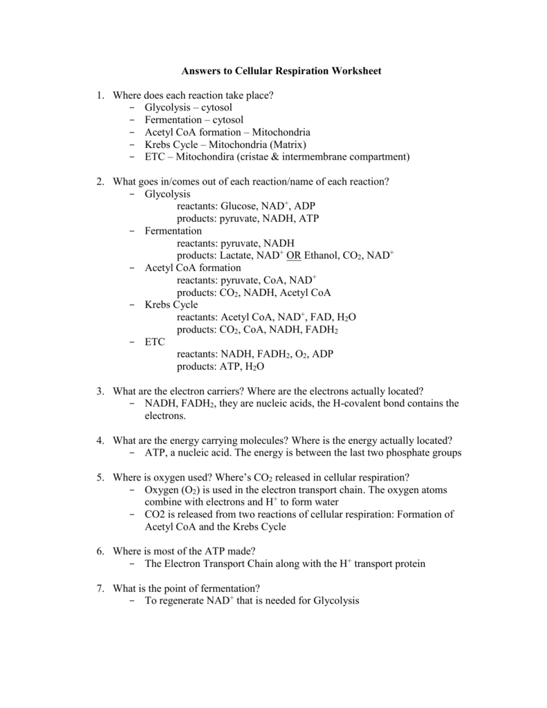 Cellular Respiration-Answers With Cellular Respiration Worksheet Answer Key