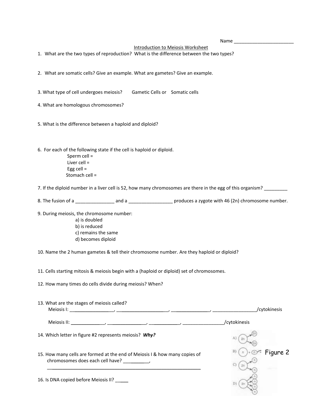 Meiosis Review Worksheet