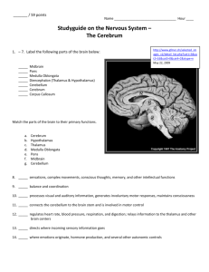 Nervous System Study Guide 4