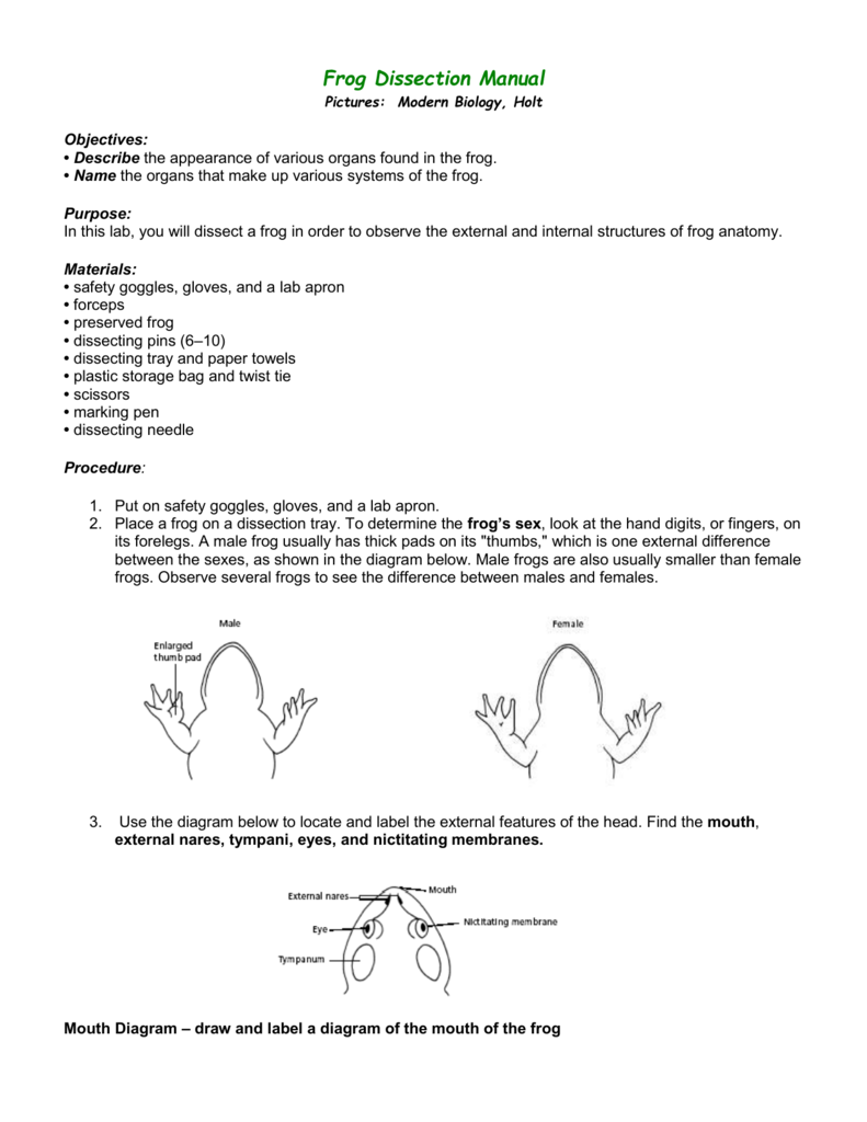 frog mouth dissection lab