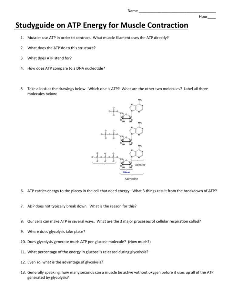 studyguide-on-atp-for-muscle-contraction