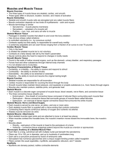 Muscles and Muscle Tissue