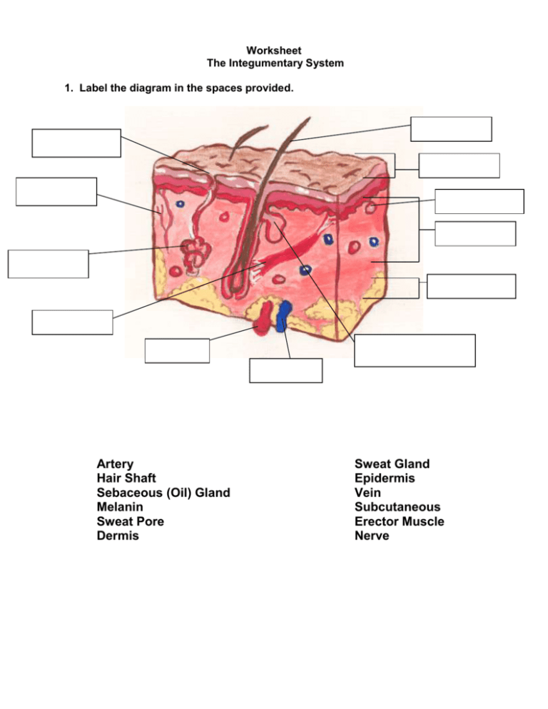 Worksheet The Integumentary System Answer Key