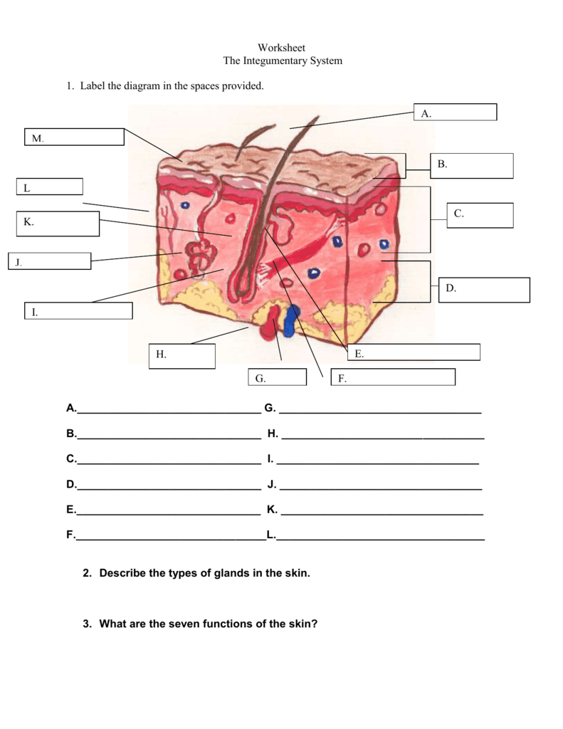 worksheet-the-integumentary-system-answer-key