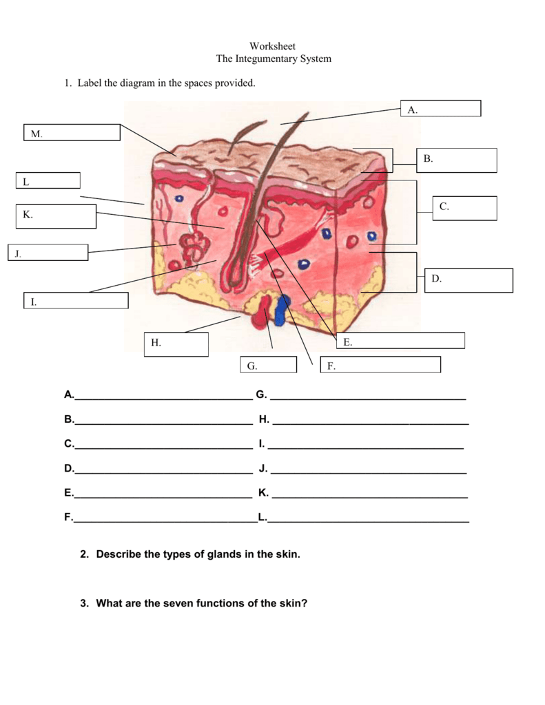 Integumentary System Labeling Worksheet 