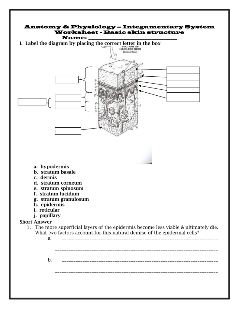 Basic Structure Of The Skin Worksheets