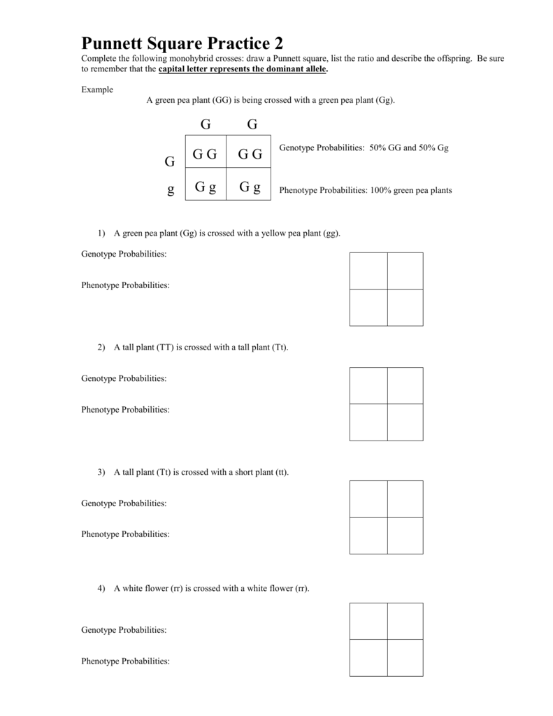 Pea Plant Punnett Square Worksheet TUTORE ORG Master Of Documents