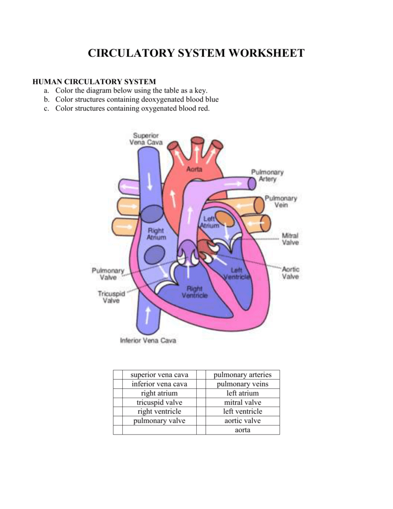 11: CIRCULATORY SYSTEM WORKSHEET Within Circulatory System Worksheet Answers