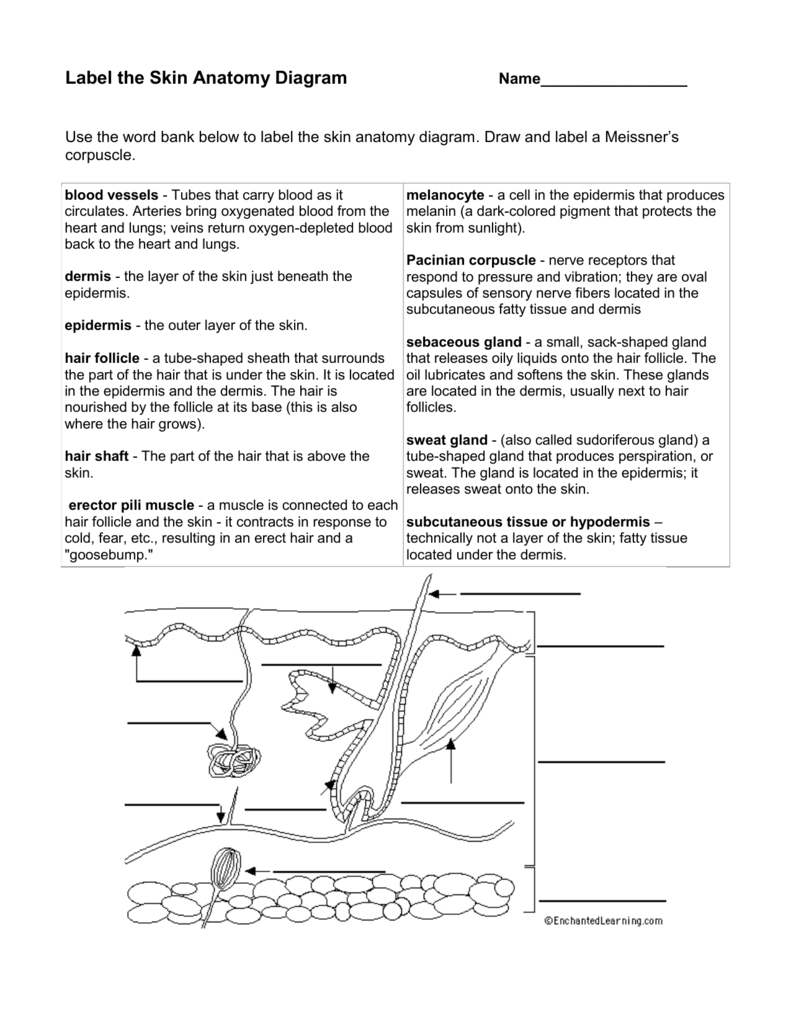 Label The Skin Anatomy Diagram