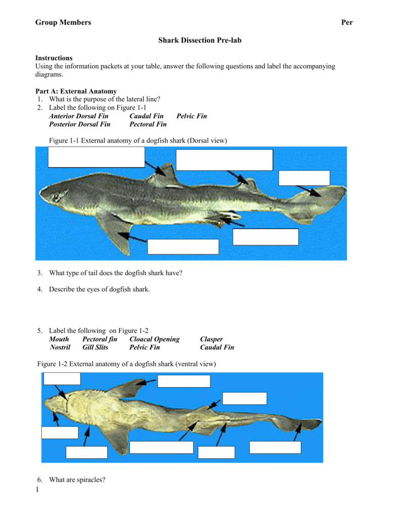 Shark Dissection Pre lab Mrsferrersaquaticscience