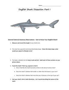 Dogfish Shark Dissection Part I