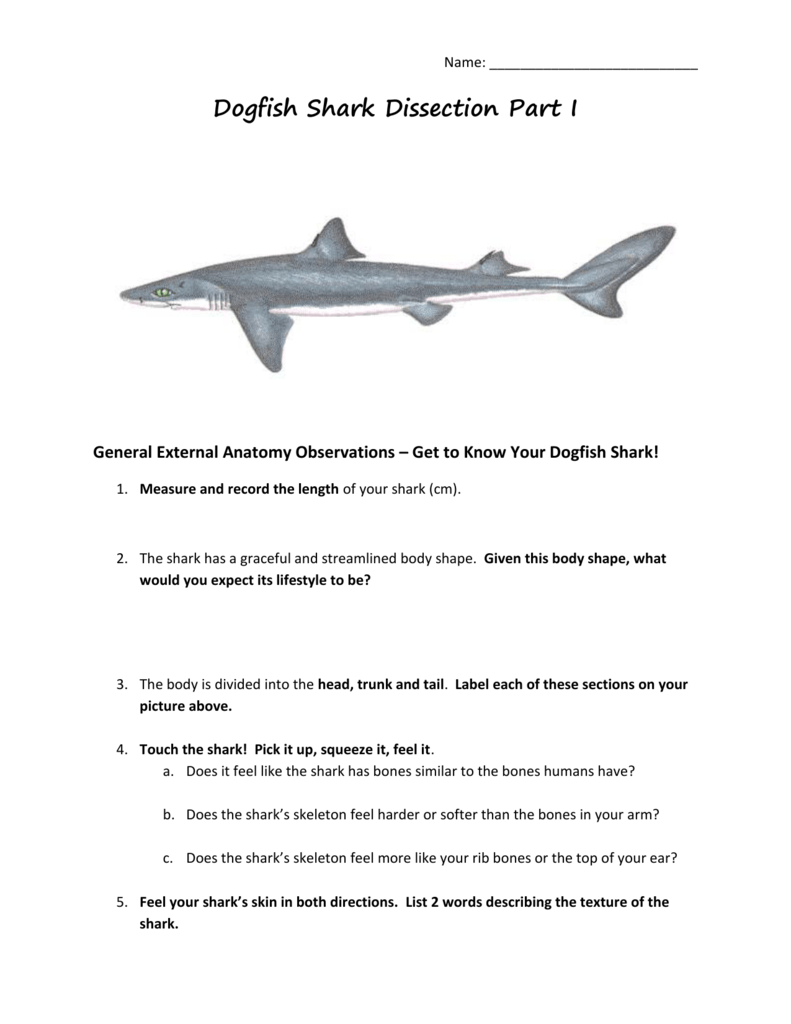 why dogfish is called dogfish