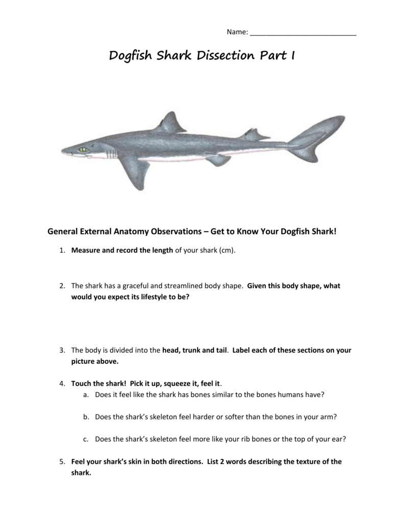 43 Shark Anatomy Worksheet Answers Background Berita Seputar Dunia Bisnis Terkini
