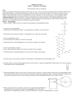 34 Biochemistry Basics Worksheet Answers - Notutahituq Worksheet