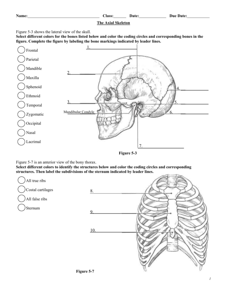 Axial Skeleton Anatomy Worksheet