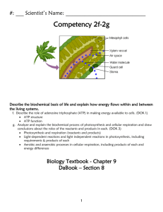 Chloroplasts and Mitochondria