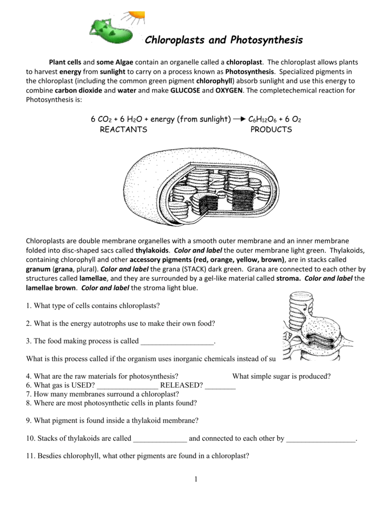 Chloroplasts and Mitochondria