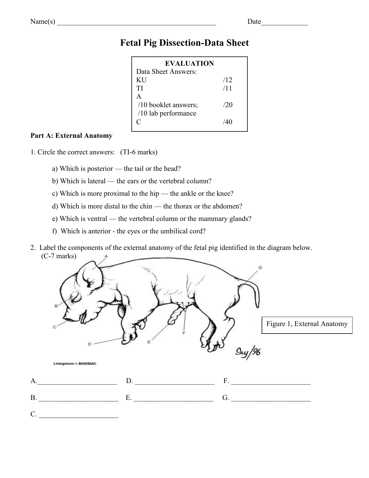 fetal pig dissection diagrams digestive