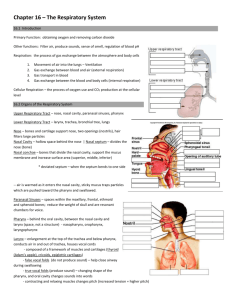 respiratory notes