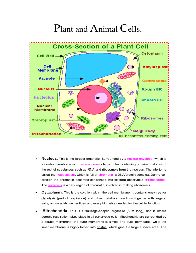 Plant and Animal Cells. Nucleus. This is the largest organelle