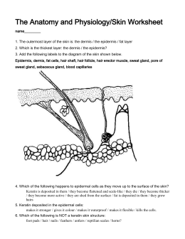 Label the Skin Anatomy Diagram