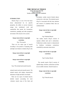 histologyofmusculoskeletal
