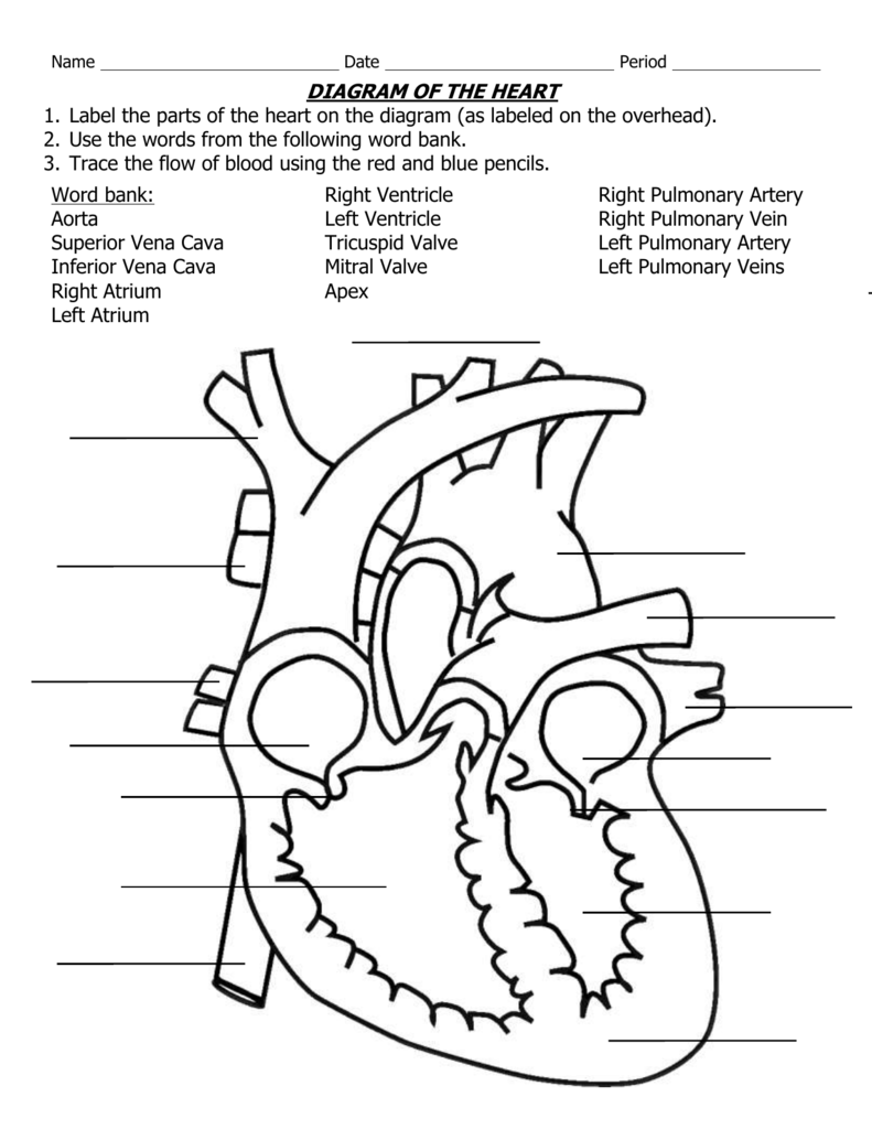 DIAGRAM OF THE HEART