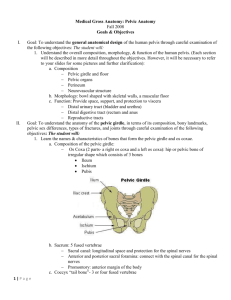 Pelvic Anatomy Objectives