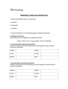 Worksheet_MuscularContraction - PE Studies