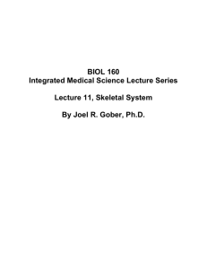 Lecture 011, Skeletal System1