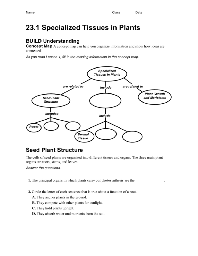 assignment on the topic plant tissue